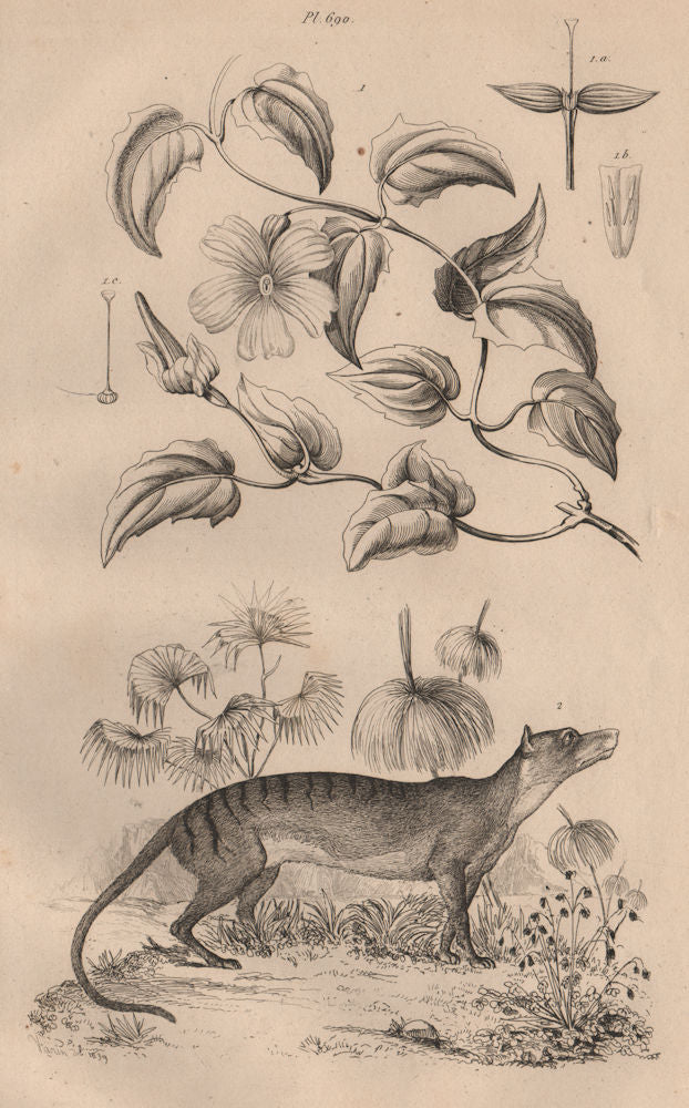 Thunbergia (Clockvine). Thylacine (Tasmanian Tiger) 1834 old antique print